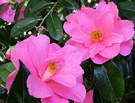 Pink Two Camellias