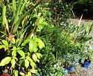 Plants Easter New
