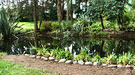Pond Greenery