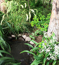 Pond Gum Grasses