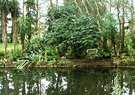 Pond Morning Reflection