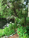 Pond Side Arums