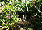 Pond Small Sunny