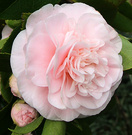 Pretty Camellias Pink