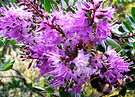 Purple Bee Hebe