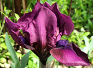 Purple Little Iris
