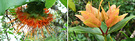 Raro Orange Flowers