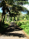 Raro Palm Reflections