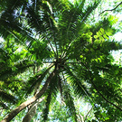 Raro Palmtree