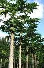 Raro Pawpaw