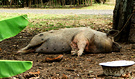 Raro Pig