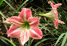 Raro Pink Flower