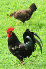 Raro Rooster Hen