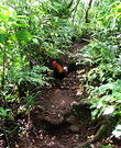 Raro Rooster Jungle