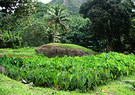 Raro Taro