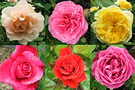 Recycled New Roses