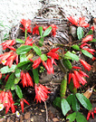 Red Cactus Flowering