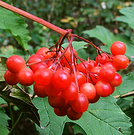 Red Currants