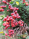 Red Flax Apples