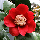 Red Fuzzy Camellia