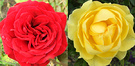 Red Gold Rose
