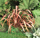 Red Phormium Verbascum