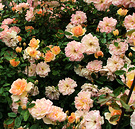 Roses Phyllis Flowers