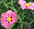 Roses Rock Pink