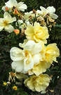 Roses Roses Lemon