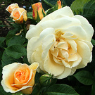 Roydon Newzealand Rose