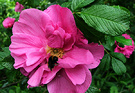Rugosa Bee Bumble