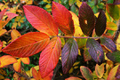 Rugosa Rose Leaves