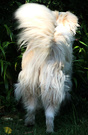 Rusty Dog Backside
