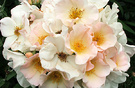 Sally Holmes Cluster