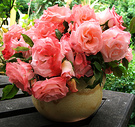 Salmon New Roses
