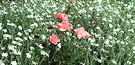 Sea White Lychnis