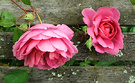 Seat Roses John