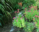 Sedum Phormium Henhouse