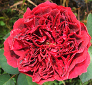Shakespeare Rose Flash