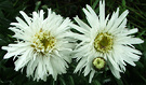 Shasta Messy Daisy