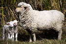 Sheeptwins Merino