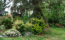 Shrubbery Side View