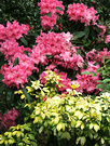Shrubs Rhodie Choisya