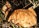 Shy Percy Cat