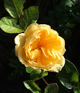 Silly Golden Rose