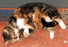 Sleepy Tiger Cat