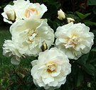 Small Propserity Roses