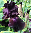 Smoky Iris Indigo