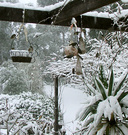 Snow Bird Feeder