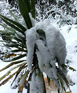 Snow Cabbage Tree